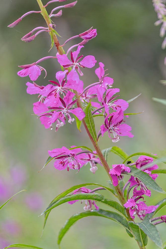 Fireweed flowers along Alagnak River a Wild and Scenic River, Alaska art print by Adam Jones for $57.95 CAD