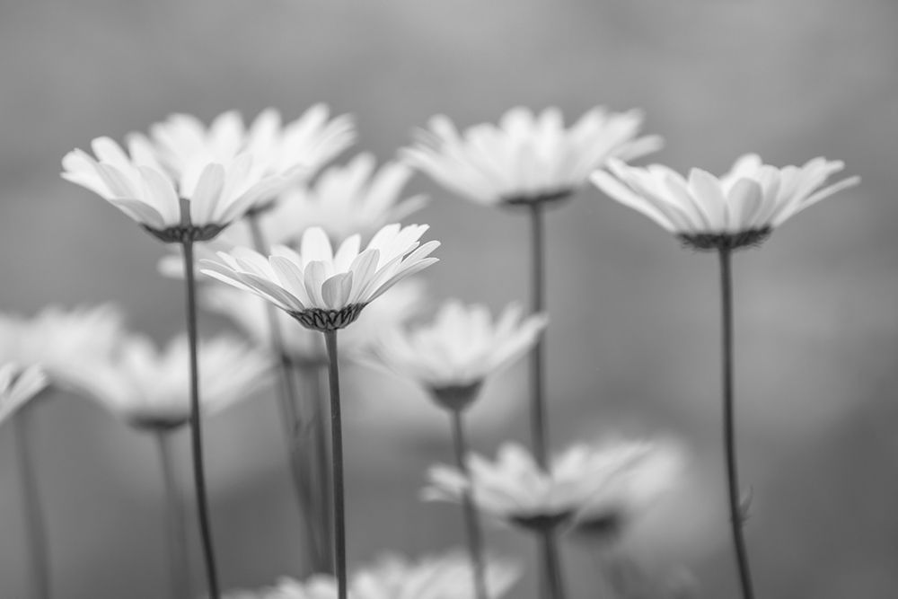 Oxeye daisy flowers, Lake Clark National Park and Preserve, Alaska art print by Adam Jones for $57.95 CAD