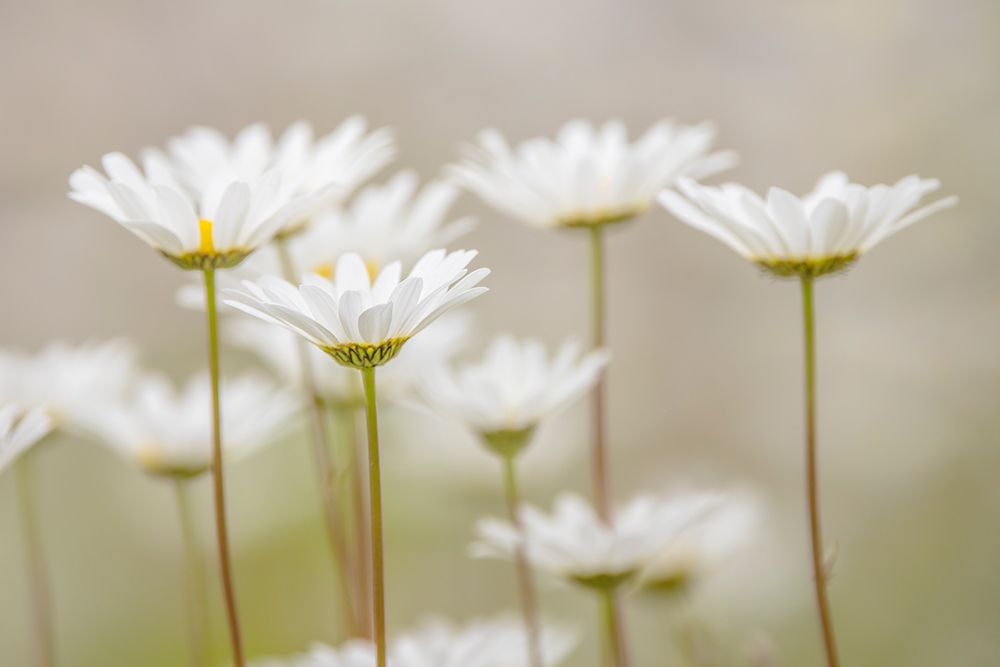 Oxeye daisy flowers, Lake Clark National Park and Preserve, Alaska art print by Adam Jones for $57.95 CAD