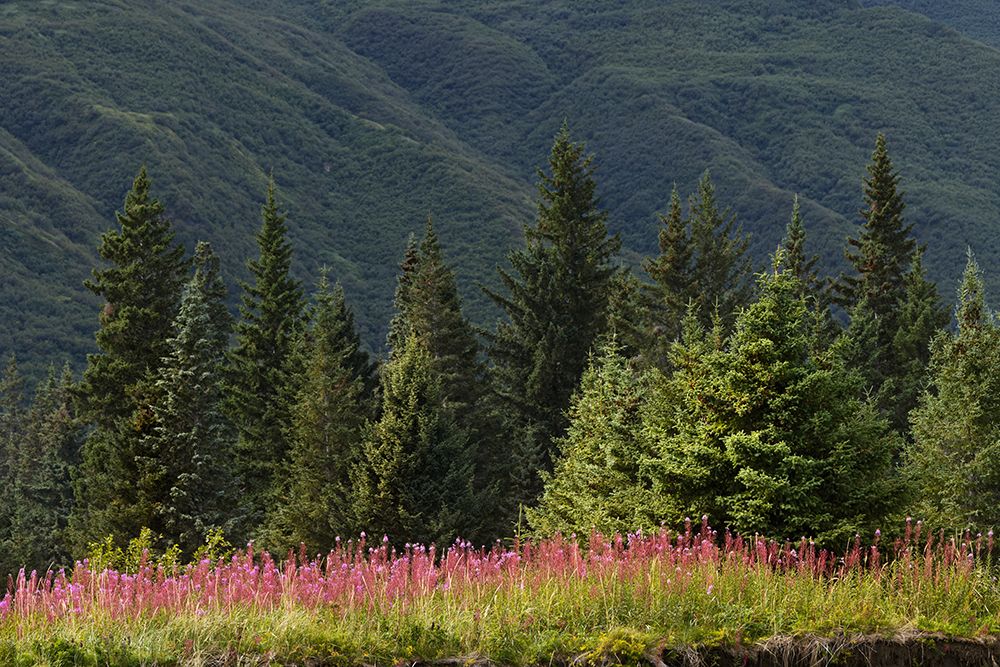 Meadow of fireweed flowers in the fall, Lake Clark National Park and Preserve, Alaska art print by Adam Jones for $57.95 CAD