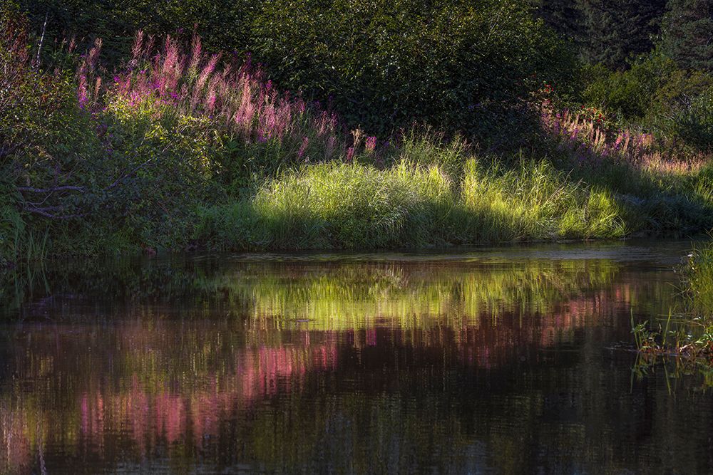 Autumn fireweed flowers reflecting on calm lake, Lake Clark National Park and Preserve, Alaska art print by Adam Jones for $57.95 CAD