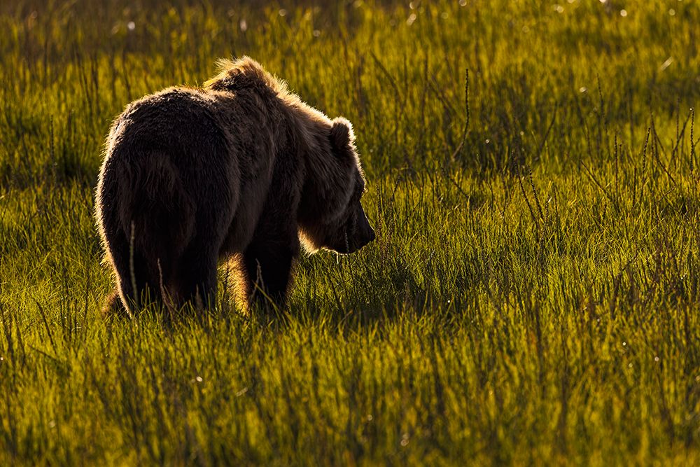 Alaskan brown bear silhouetted in meadow grasses, Lake Clark National Park and Preserve, Alaska. art print by Adam Jones for $57.95 CAD