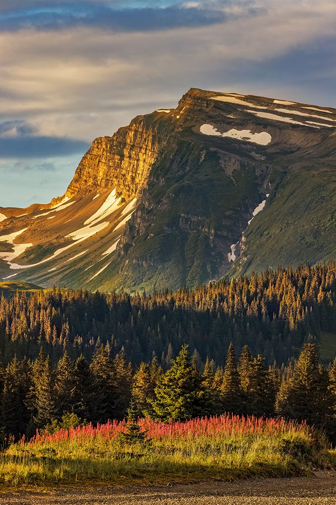 Fireweed in meadow and distant mountain, Lake Clark National Park and Preserve, Alaska art print by Adam Jones for $57.95 CAD