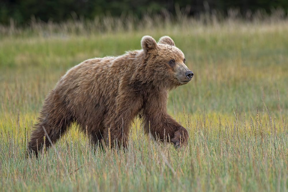 Female Alaskan brown bear cub in meadow grasses, Lake Clark National Park and Preserve, Alaska. art print by Adam Jones for $57.95 CAD