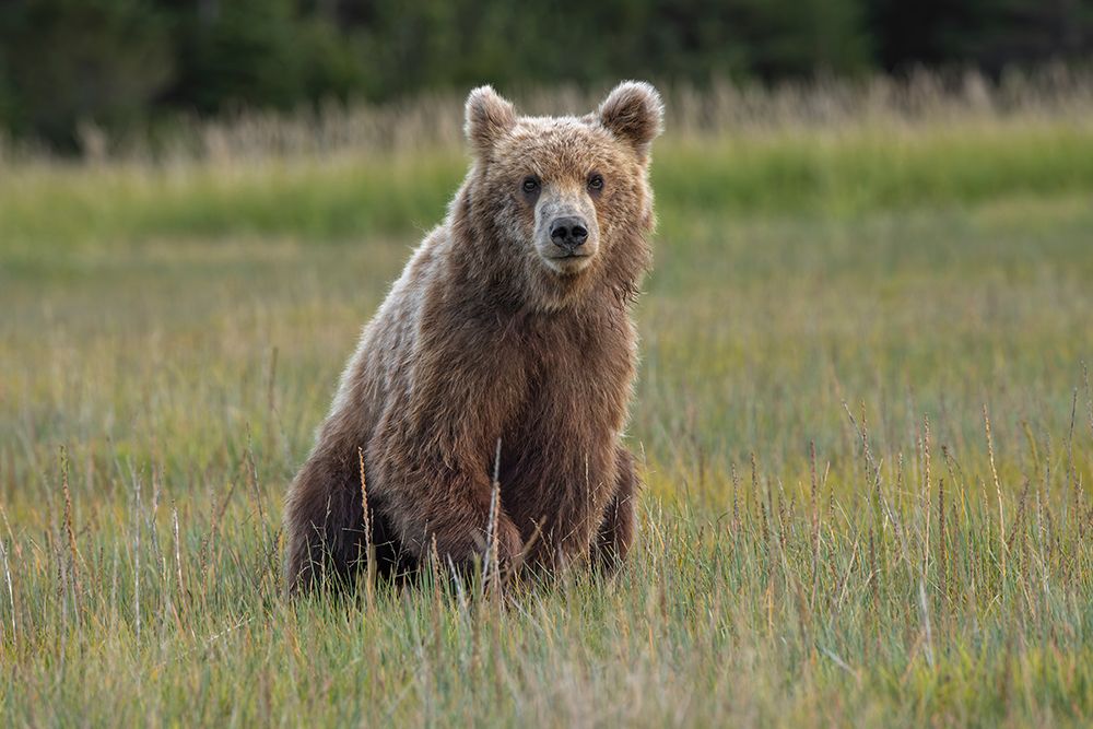 Female Alaskan brown bear in meadow grasses, Lake Clark National Park and Preserve, Alaska. art print by Adam Jones for $57.95 CAD