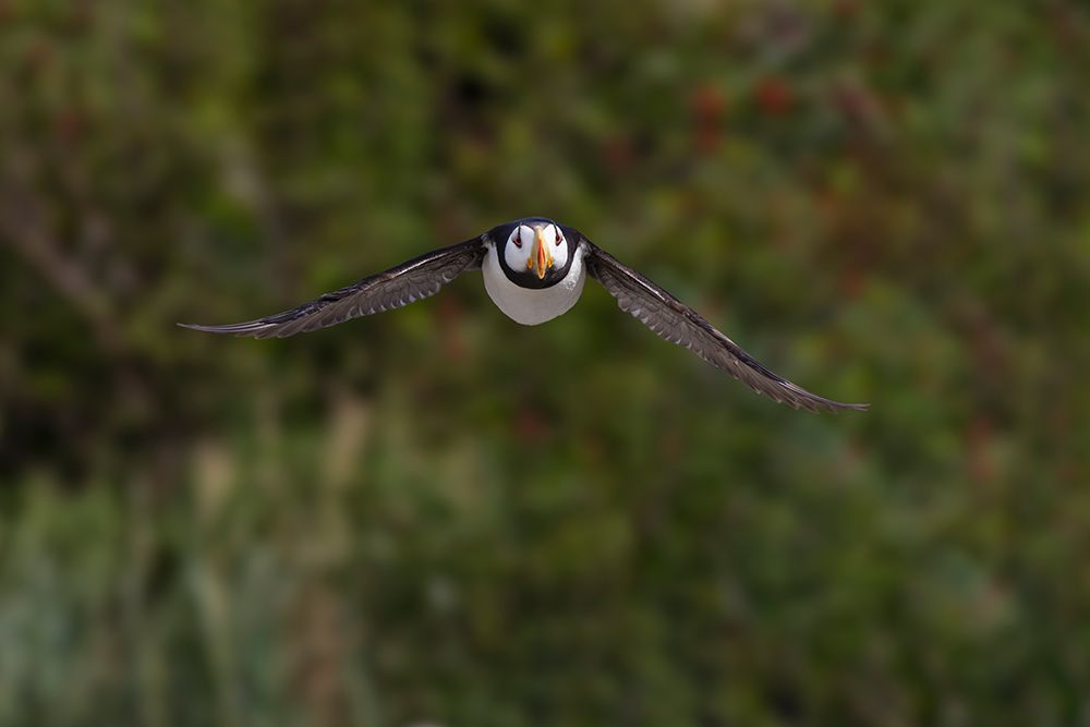 Horned puffin in flight. Bird Island, Alaska art print by Adam Jones for $57.95 CAD