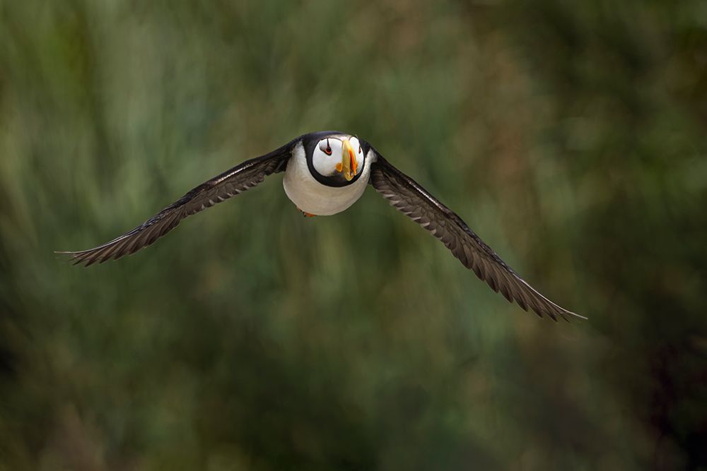 Horned puffin in flight, Alaska. art print by Adam Jones for $57.95 CAD