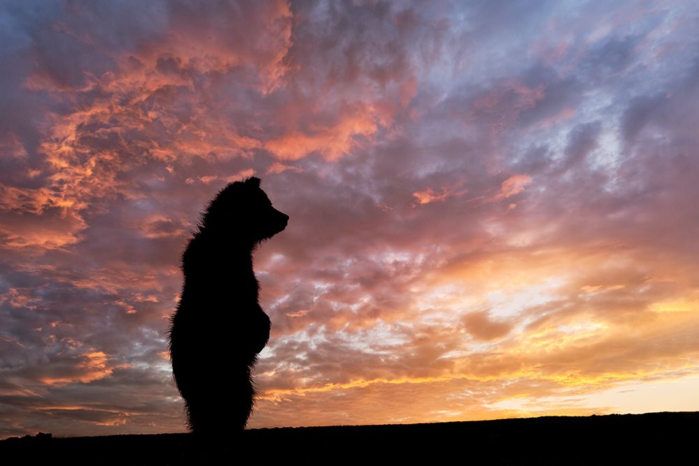 Alaskan brown bear cub silhouetted along Silver Salmon Creek, Lake Clark National Park, Alaska art print by Adam Jones for $57.95 CAD