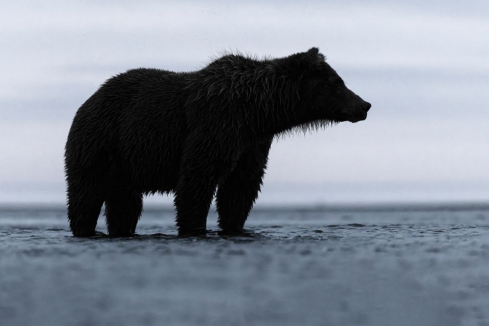 Alaskan brown bear silhouette, Lake Clark National Park and Preserve, Alaska. art print by Adam Jones for $57.95 CAD