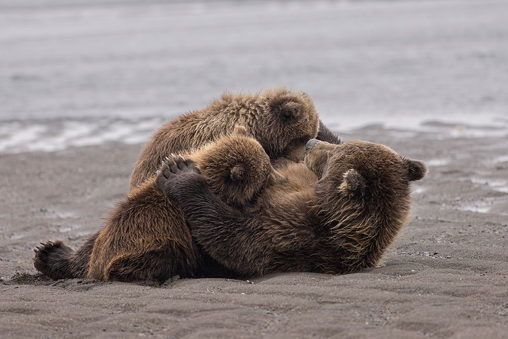 Female Alaskan brown bear nursing two cubs, Lake Clark National Park and Preserve, Alaska. art print by Adam Jones for $57.95 CAD