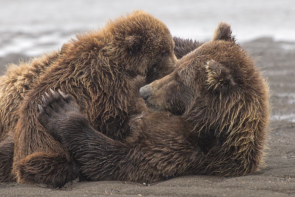 Female Alaskan brown bear nursing two cubs, Lake Clark National Park and Preserve, Alaska. art print by Adam Jones for $57.95 CAD