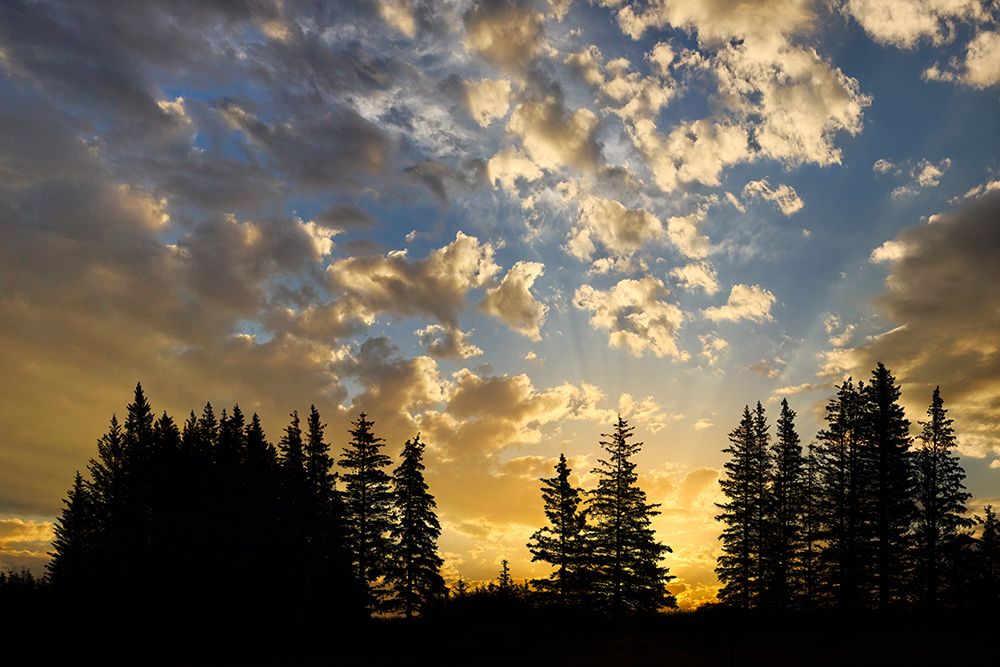 Trees silhouetted at sunrise, Lake Clark National Park and Preserve, Alaska art print by Adam Jones for $57.95 CAD