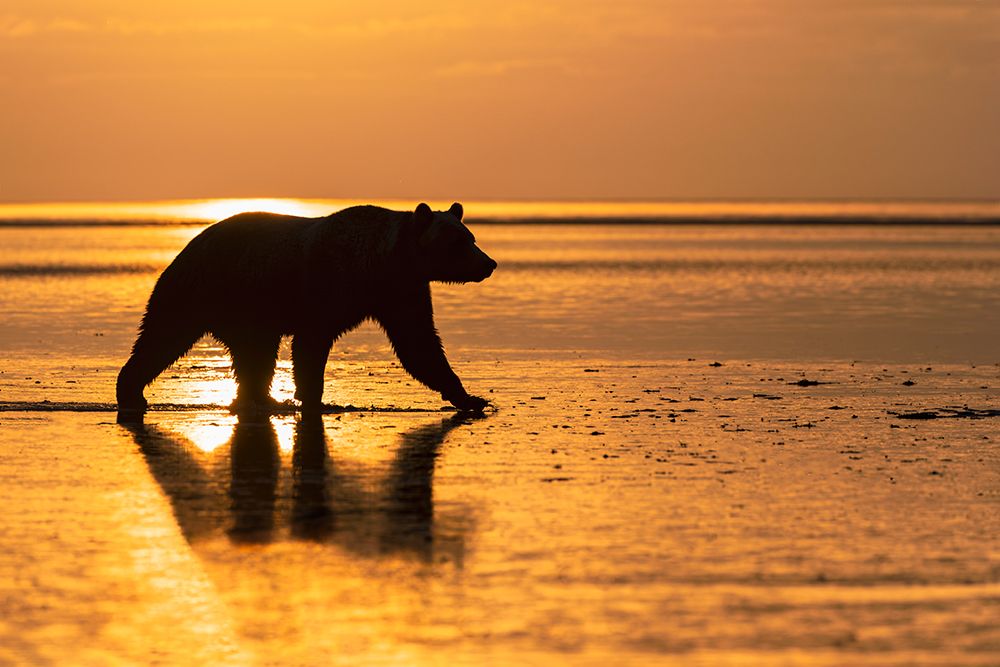Adult Alaskan brown bear silhouetted at sunrise on tidal flats of Lake Clark National Park, Alaska. art print by Adam Jones for $57.95 CAD
