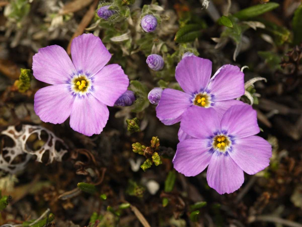 AK, Arctic NWR, Siberian flox flowers art print by Dennis Kirkland for $57.95 CAD