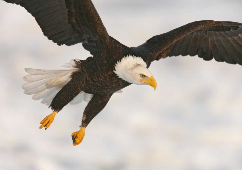 USA, Alaska, Homer Bald eagle in landing posture art print by Arthur Morris for $57.95 CAD