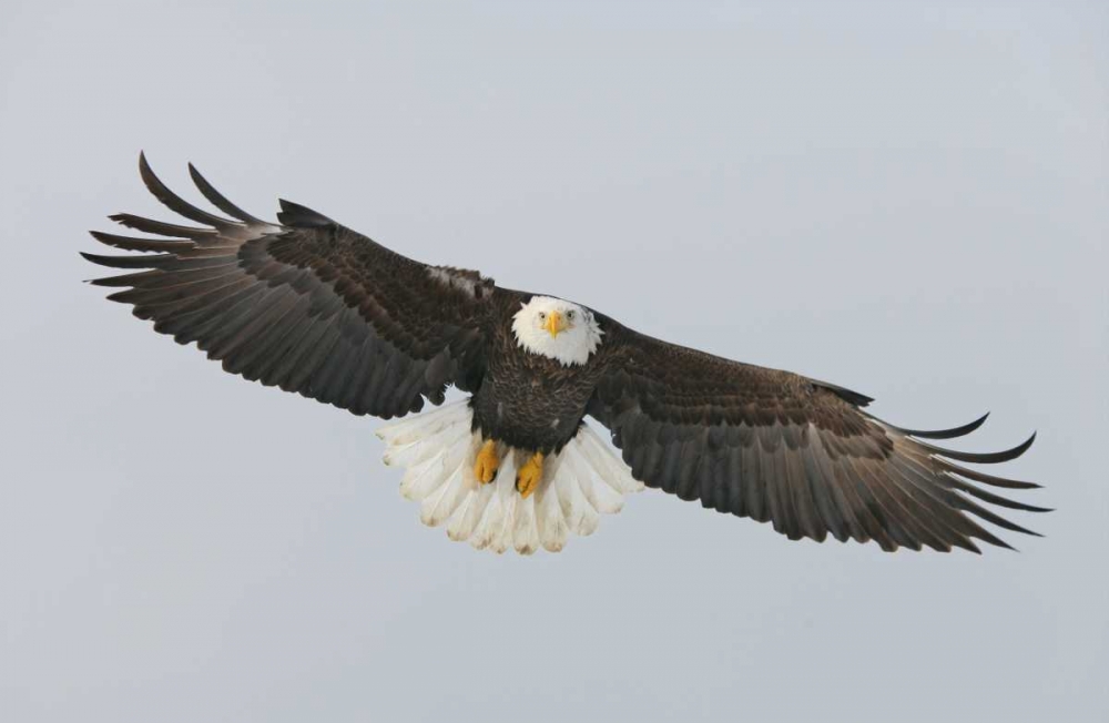 Alaska, Homer Bald eagle flying art print by Arthur Morris for $57.95 CAD