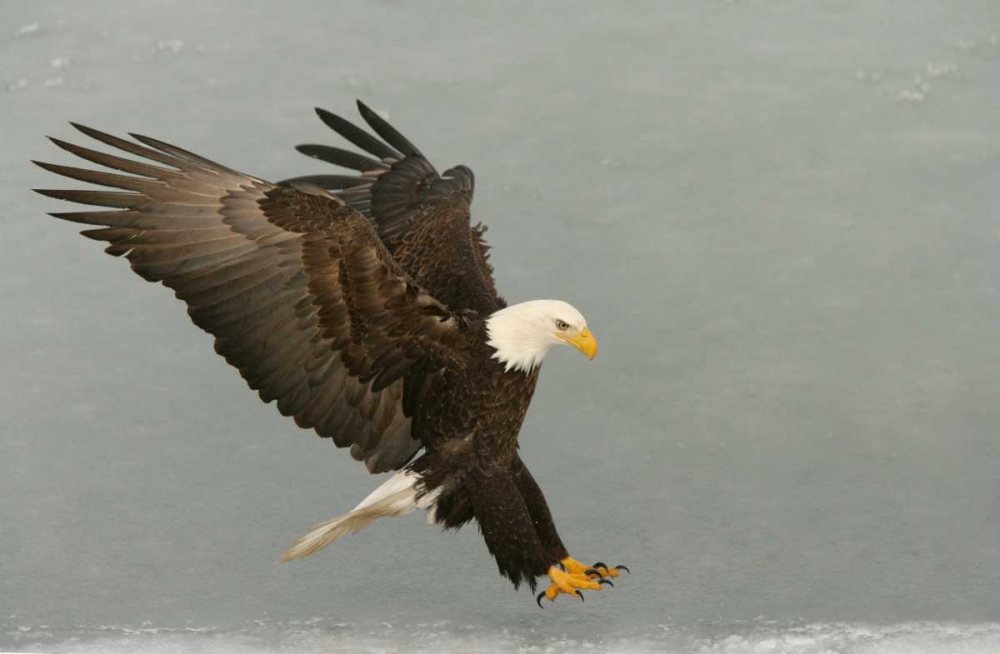 USA, Alaska, Homer Bald eagle in landing posture art print by Arthur Morris for $57.95 CAD