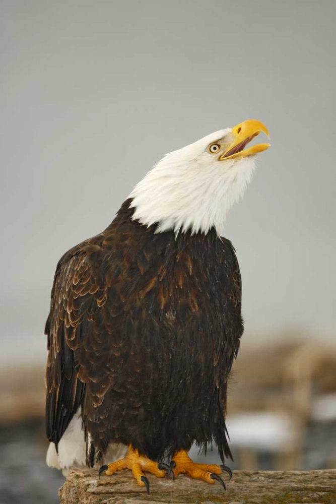 Alaska, Homer Bald eagle sitting on log calling art print by Arthur Morris for $57.95 CAD