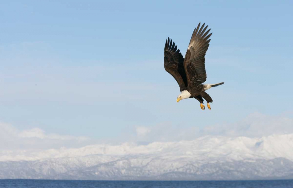AK, Homer Bald eagle in flight with upbeat wings art print by Arthur Morris for $57.95 CAD