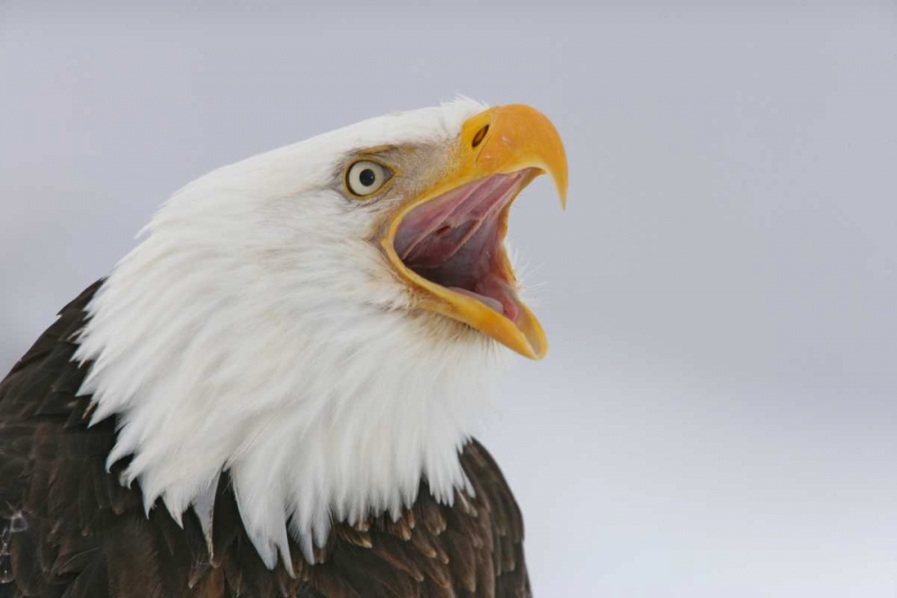 USA, Alaska, Homer Bald eagle screaming art print by Arthur Morris for $57.95 CAD