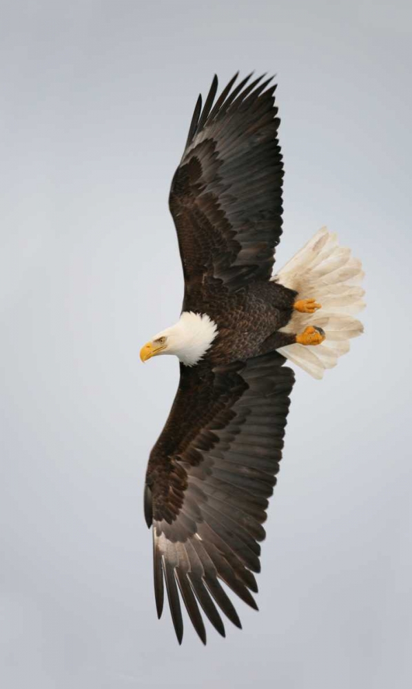 Alaska, Homer Bald eagle flying art print by Arthur Morris for $57.95 CAD