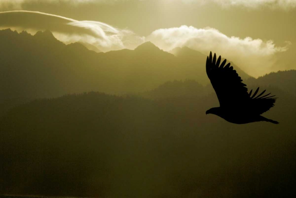 AK, Homer Silhouette of bald eagle flying art print by Arthur Morris for $57.95 CAD