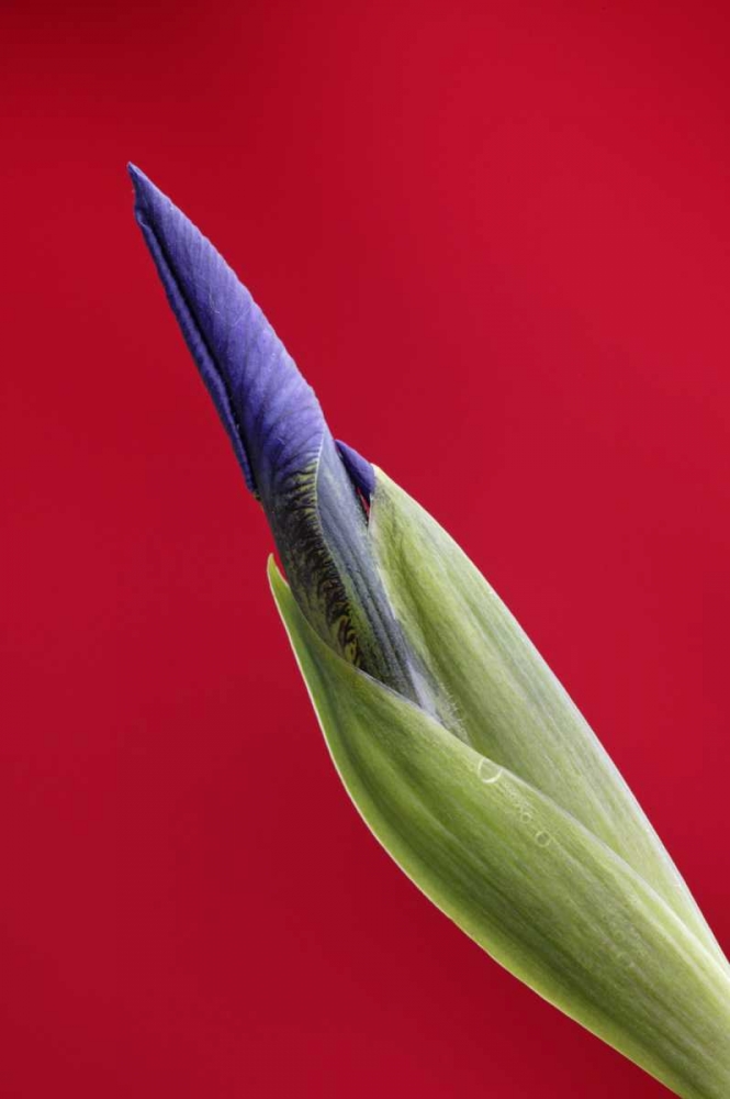 USA, Alaska, Nome Wild iris budding art print by Arthur Morris for $57.95 CAD