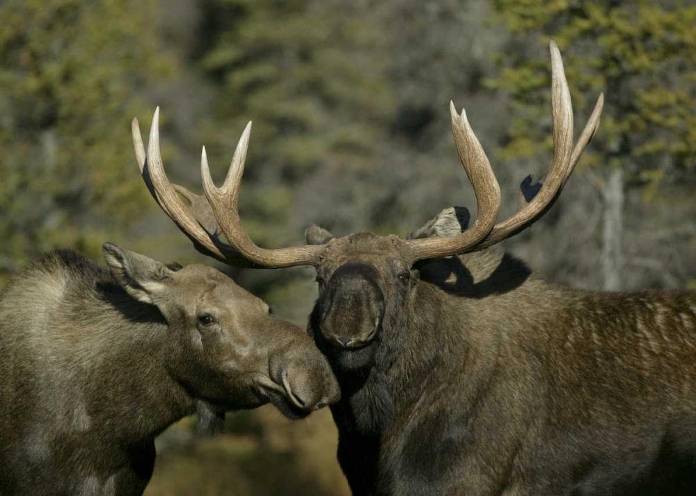 Alaska, Anchorage Male and female moose nuzzle art print by Arthur Morris for $57.95 CAD