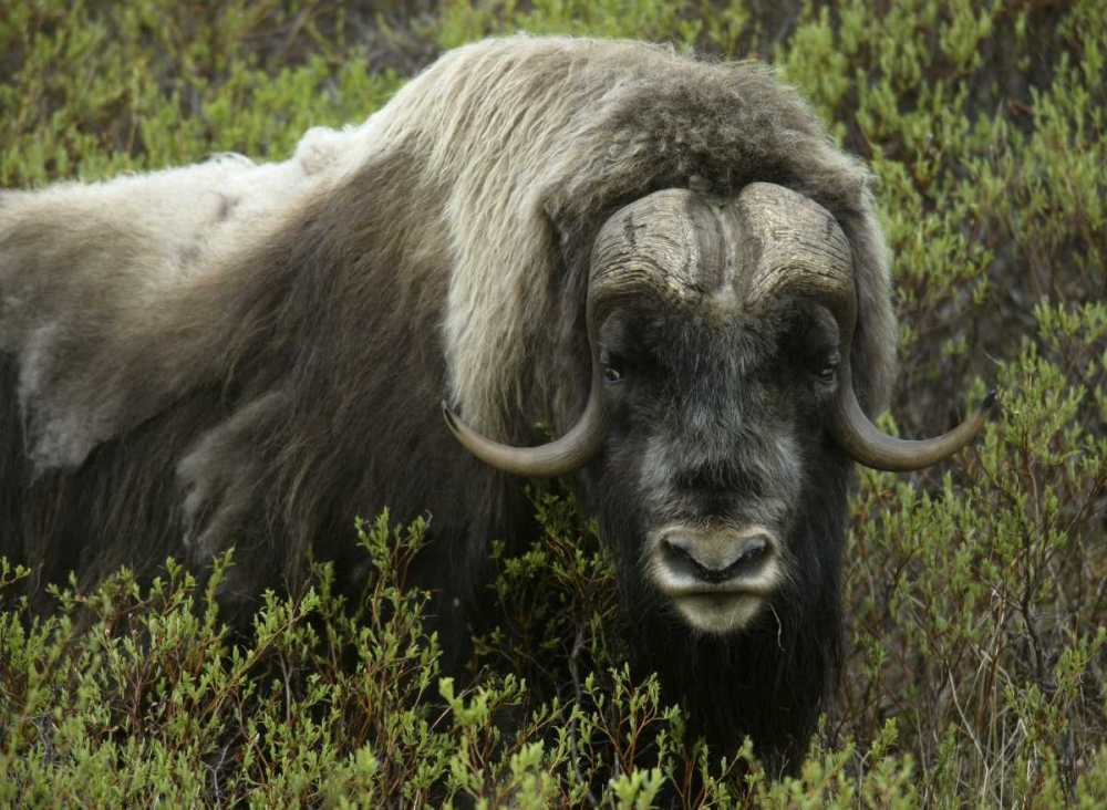 Alaska, Nome Musk ox standing in bushes art print by Arthur Morris for $57.95 CAD