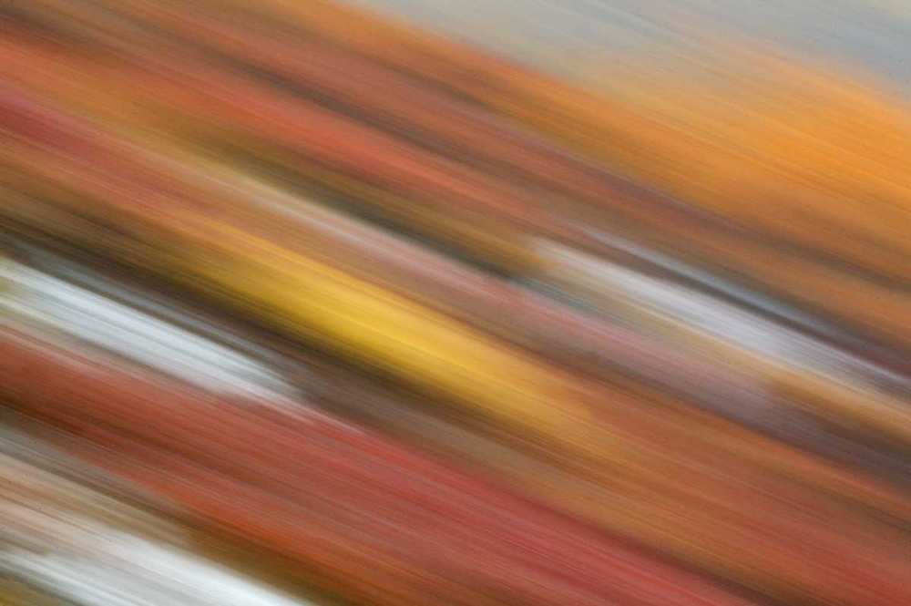 AK, Denali NP Abstract blur of autumn tundra art print by Arthur Morris for $57.95 CAD