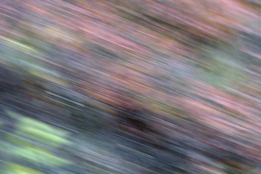 AK, Denali NP Blur of autumn tundra spruce trees art print by Arthur Morris for $57.95 CAD