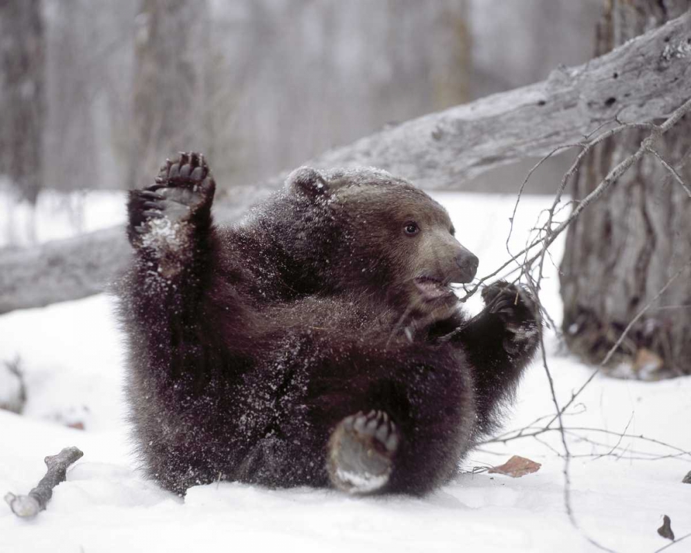 Alaska Grizzly plays with tree branch in winter art print by Jim Zuckerman for $57.95 CAD