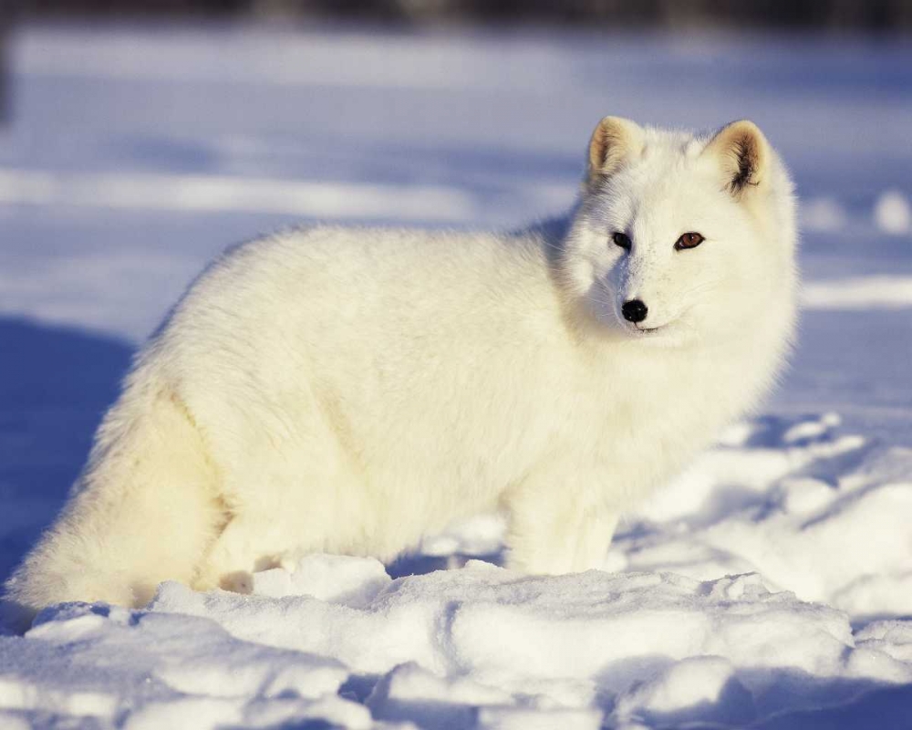 USA, Alaska Arctic fox in winter coat art print by Jim Zuckerman for $57.95 CAD