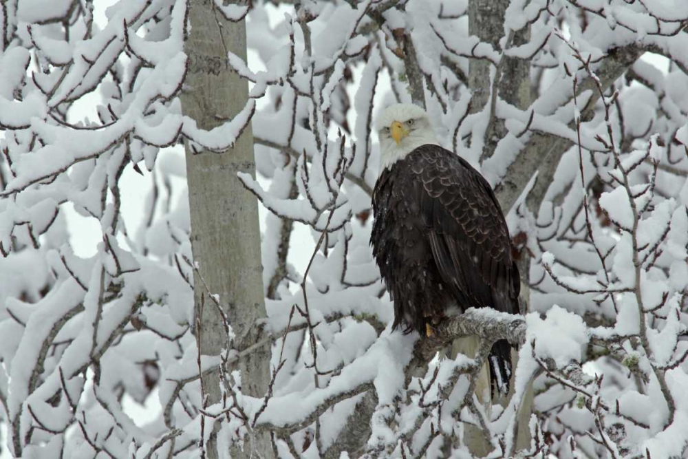 AK, Chilkat Bald eagle on snow- covered tree art print by Cathy and Gordon Illg for $57.95 CAD
