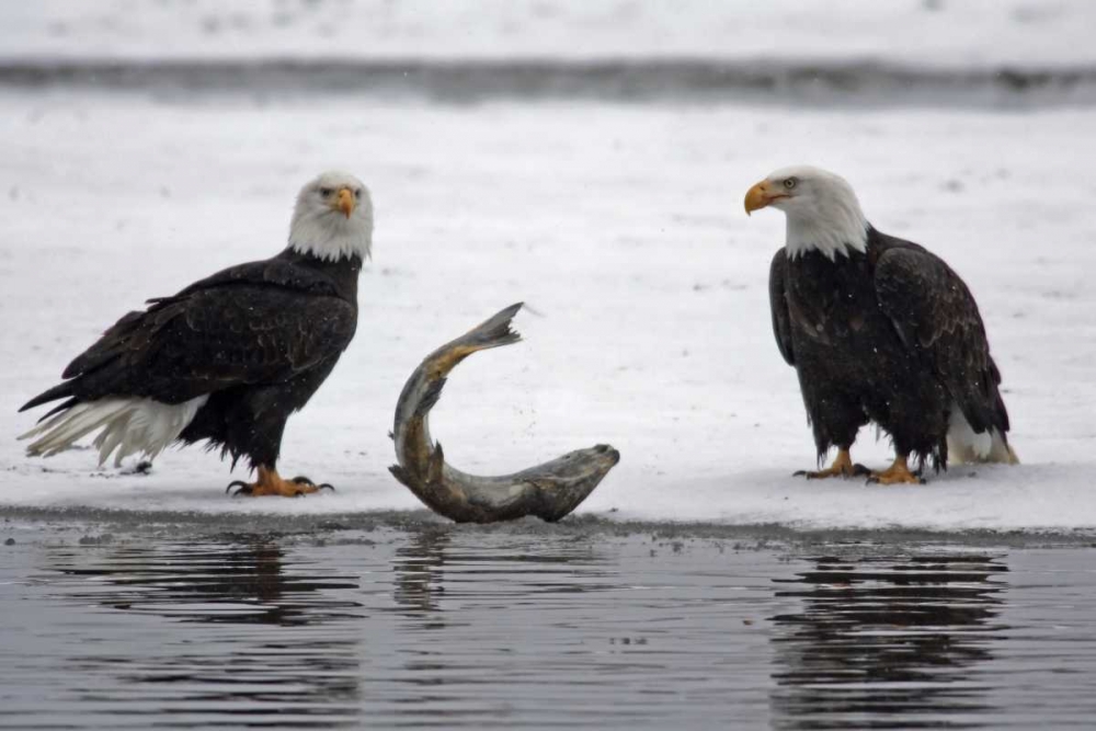 AK, Chilkat Pair of bald eagles waiting to feed art print by Cathy and Gordon Illg for $57.95 CAD