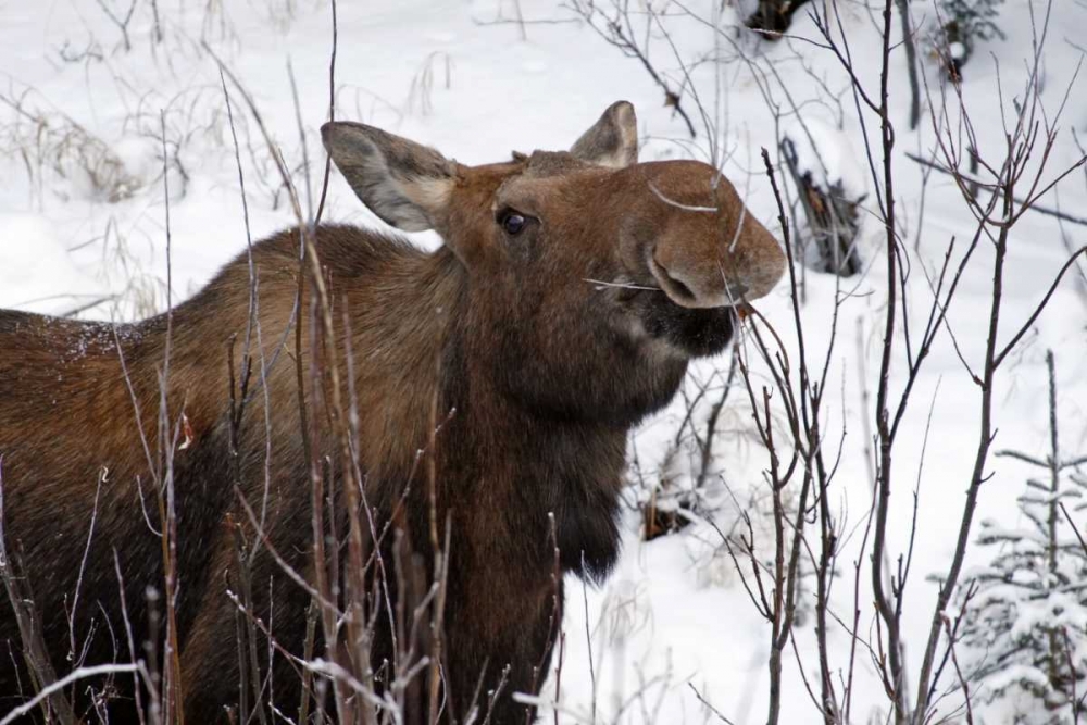 USA, Alaska Female moose browsing on a branch art print by Cathy and Gordon Illg for $57.95 CAD