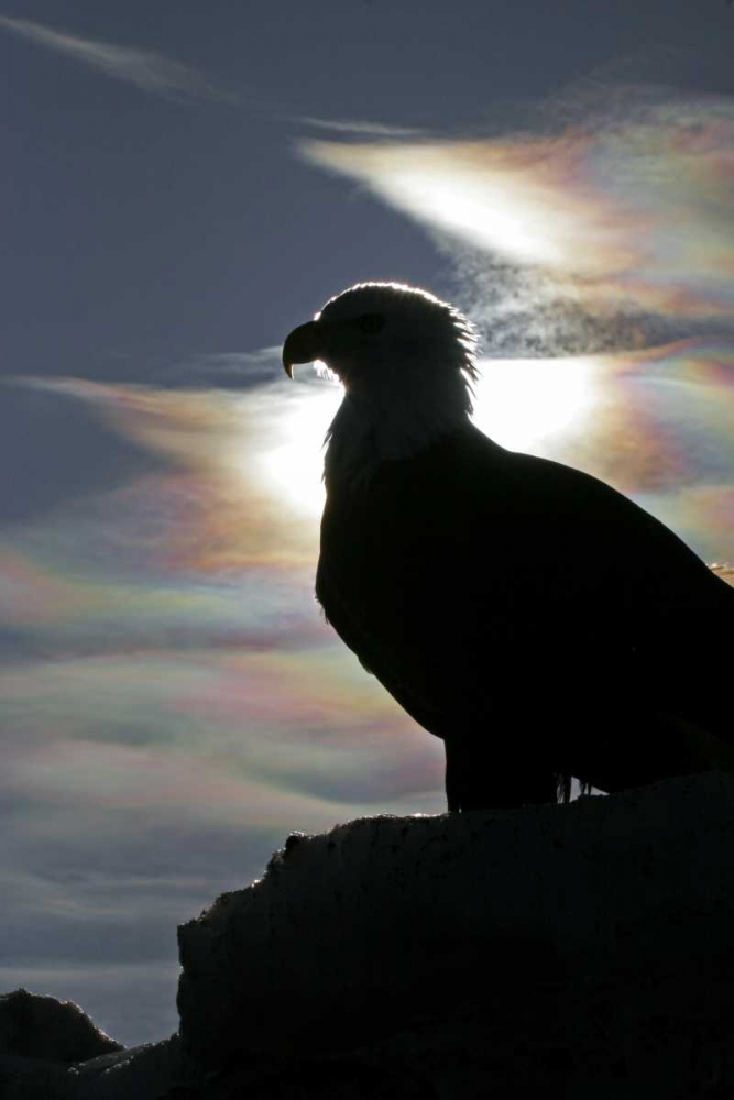 AK, Homer Bald eagle backlit by sunlight art print by Cathy and Gordon Illg for $57.95 CAD