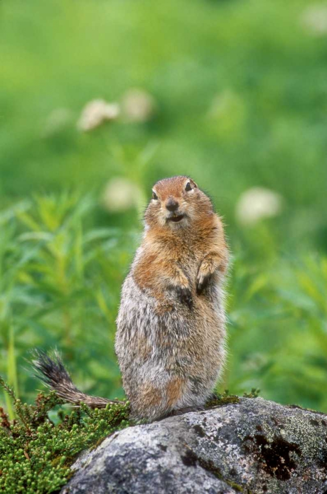 AK, Hatcher Pass Arctic ground squirrel on rock art print by Dave Welling for $57.95 CAD