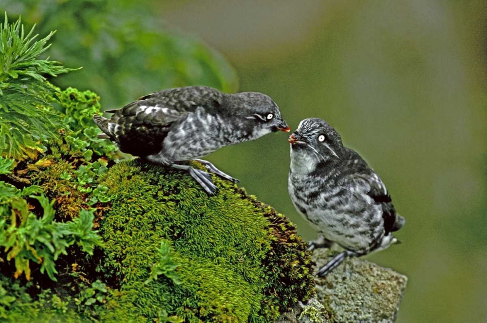 AK, Pribilof Isl, St George Least auklet Pair art print by Dave Welling for $57.95 CAD