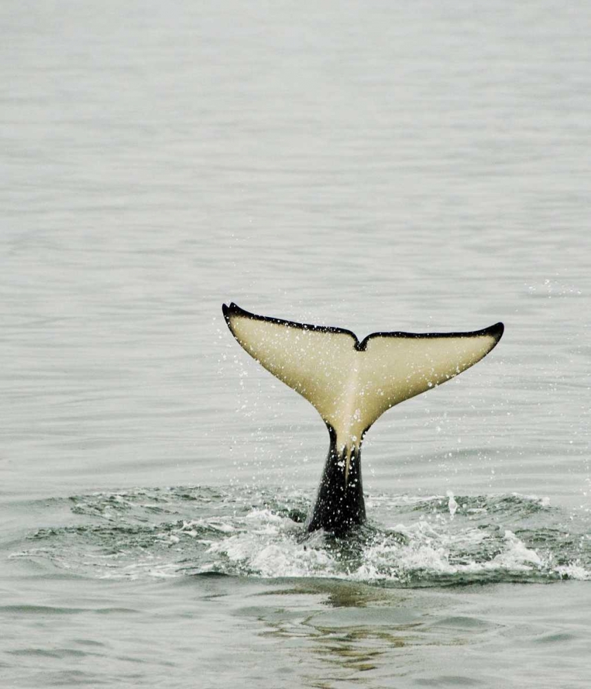 USA, Alaska, Inside Passage Tail of diving orca art print by Nancy Rotenberg for $57.95 CAD