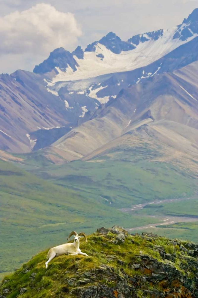 AK, Denali NP, Polychrome Pass Dall sheep ram art print by Fred Lord for $57.95 CAD