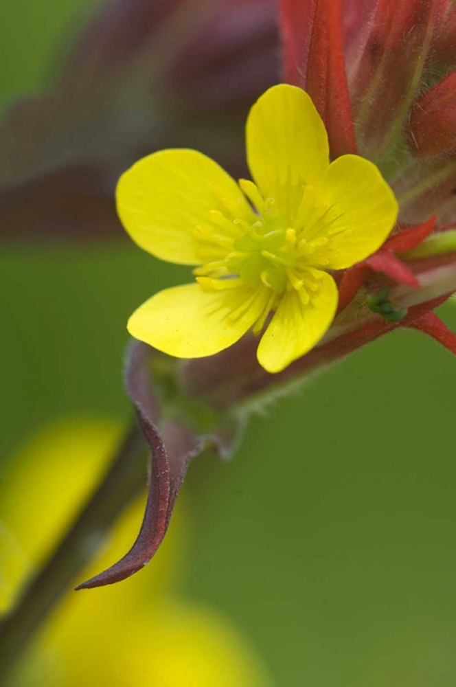 Alaska Buttercup and paintbrush flowers art print by Nancy Rotenberg for $57.95 CAD