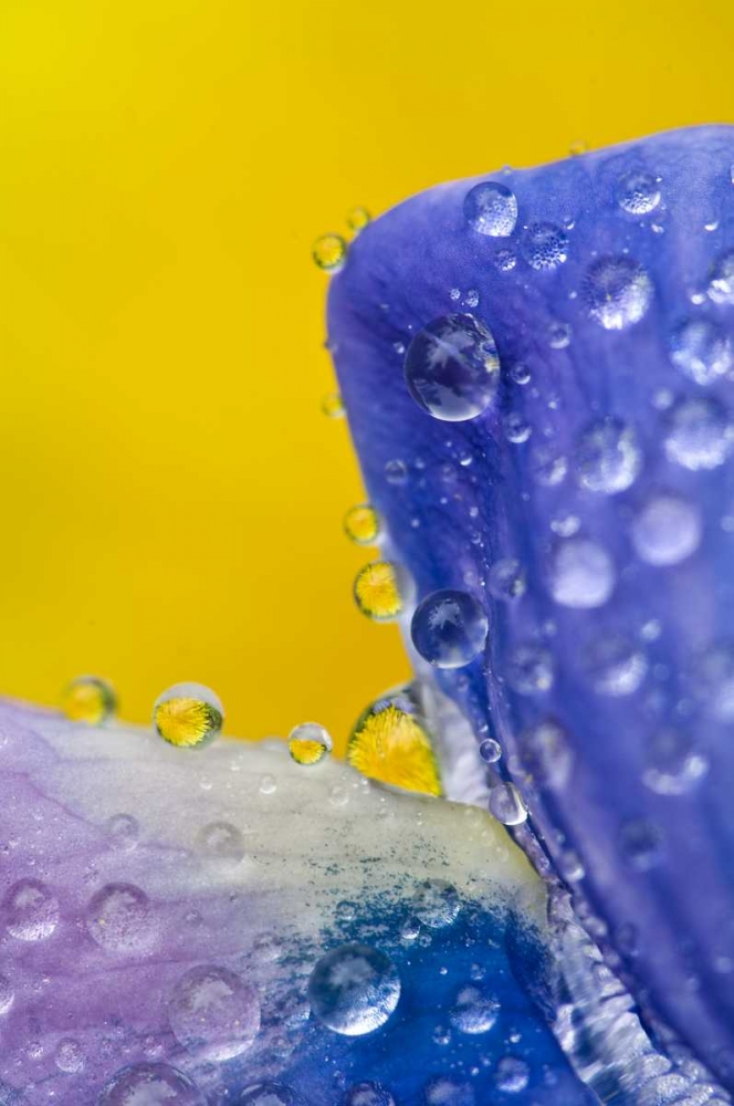 AK, Lupine with rain drops and dandelions art print by Nancy Rotenberg for $57.95 CAD