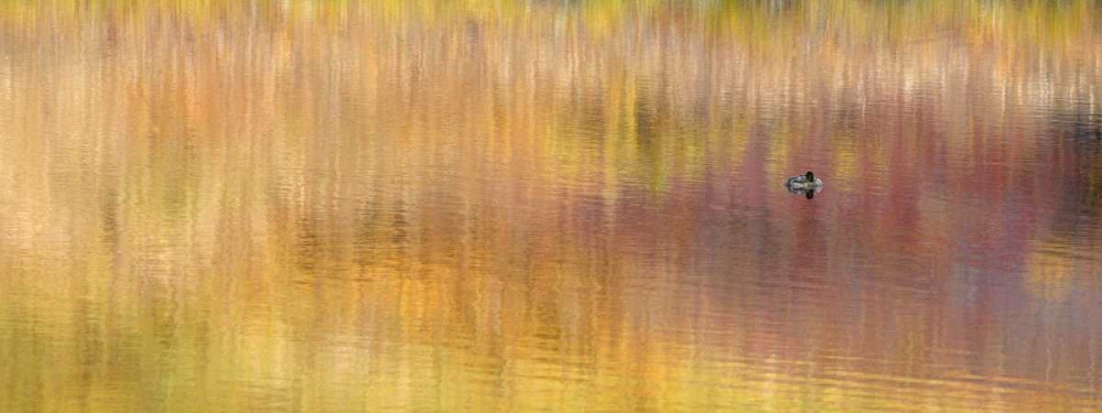 AK, Denali NP Duck with reed reflections art print by Arthur Morris for $57.95 CAD