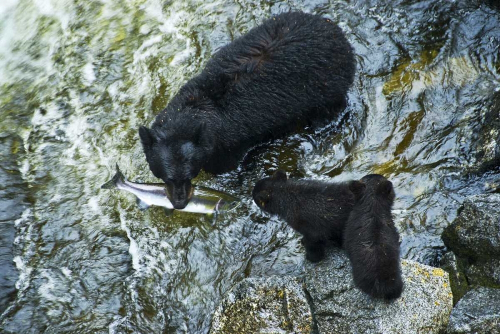 AK, Inside Passage Black bear with fish and cubs art print by Nancy Rotenberg for $57.95 CAD