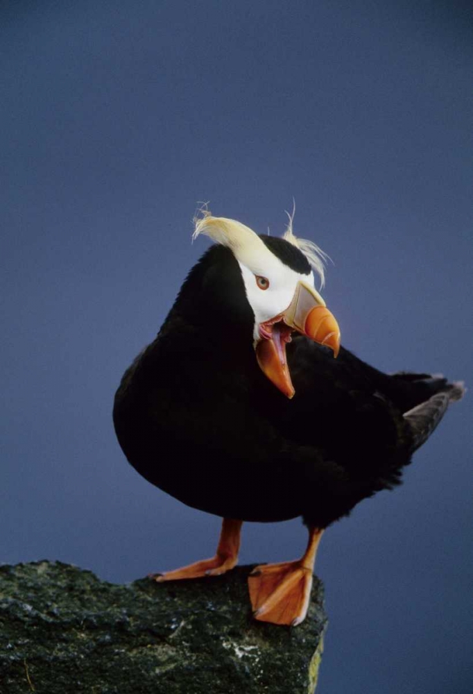 AK, Pribilof Islands Lone puffin on rock ledge art print by Joanne Williams for $57.95 CAD