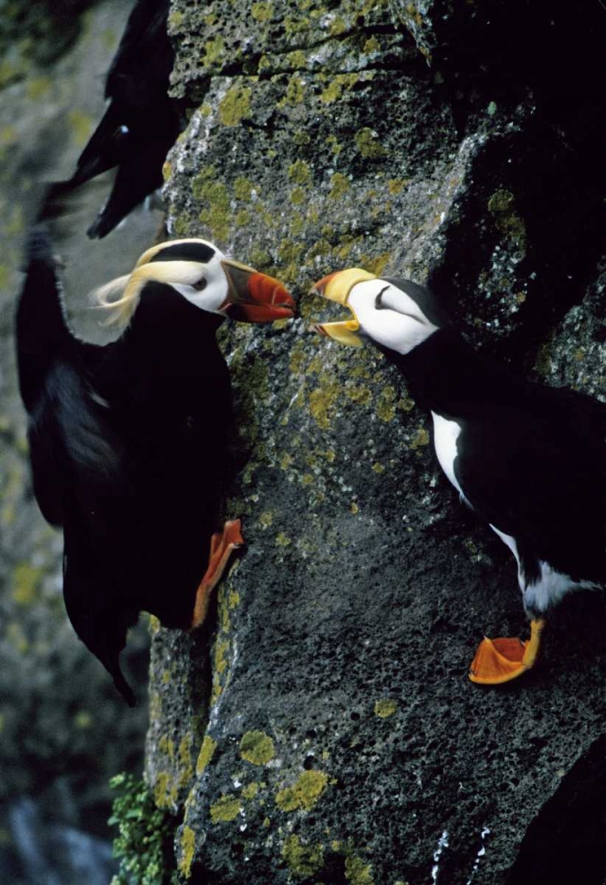 AK, Pribilof Islands Puffins on cliffside art print by Joanne Williams for $57.95 CAD