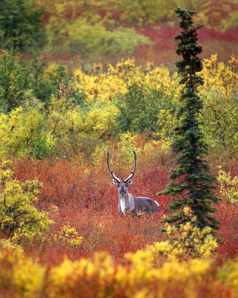 AK, Denali NP Caribou and autumn in Denali NP art print by David Kelley for $57.95 CAD