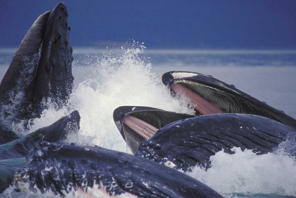 Alaska, Juneau Humpback whales bubble net feed art print by Josh Anon for $57.95 CAD
