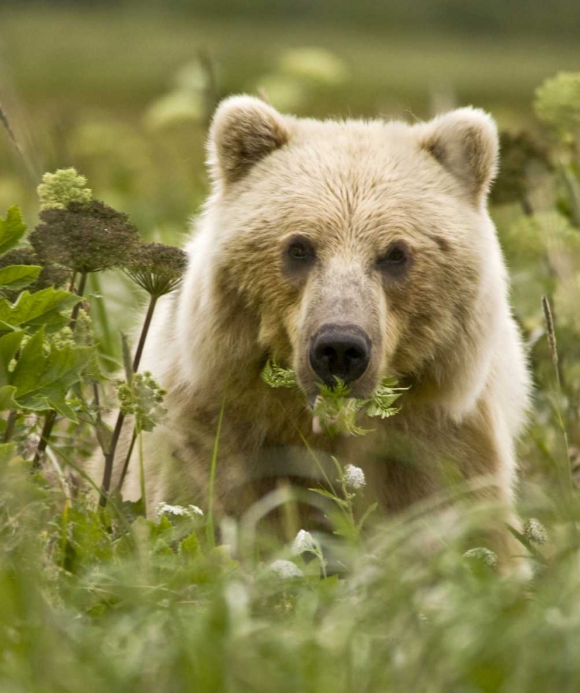 AK, Lake Clark NP Grizzly bear with fern leaves art print by Wendy Kaveney for $57.95 CAD